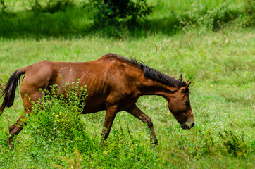 The horse is eating grass