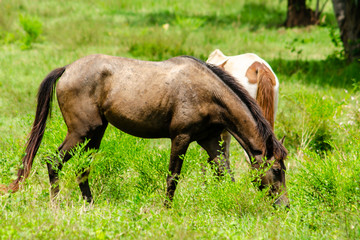 Fototapeta premium The horse is eating grass