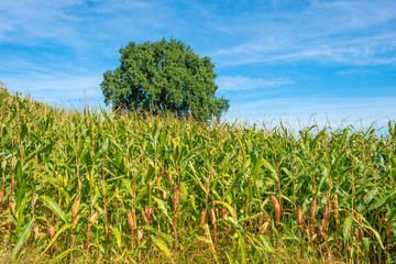 Corn growing in a field below a blue sky in sunlight in autumn