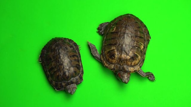 Turtle trachemys on a green background screen