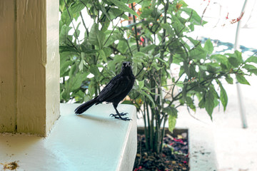 A Crow in Barbados Looking Menacing at the Camera.