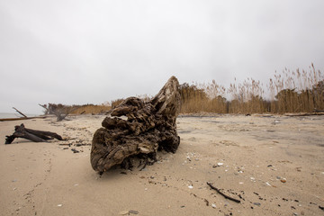 driftwood on the beach along the chesapeake bay in southern maryland