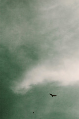 Loner II - SERIES - Landscape Photography