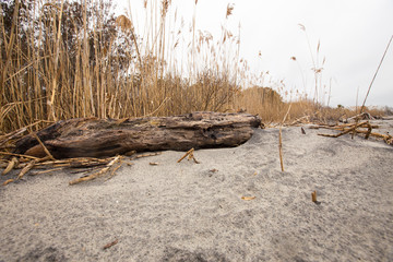 driftwood on chesapeake bay beach shoreline in calvert county southern maryland usa