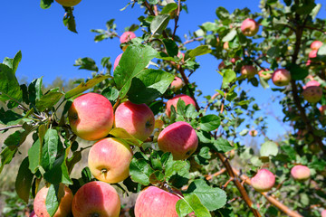 ripe red apples hanging on a branch against a bright blue sky 7