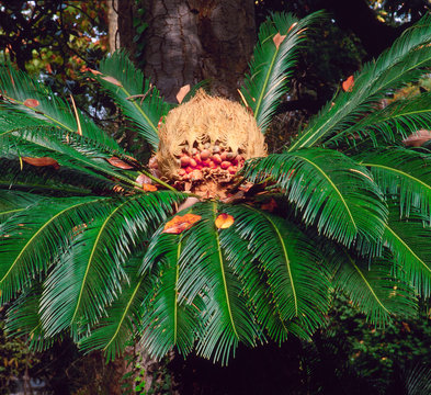  Fiore di Palma da dattero