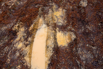 close up of car tracks through a muddy road in winter along the chesapeake bay in maryland