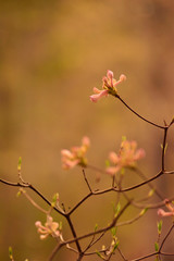 Resilience - Landscape Photography