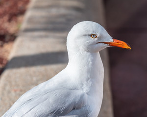 A very close view of a single seagull from the side