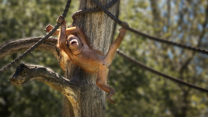 Obraz premium Baby orangutan is swinging. Orang-utan, orangutang, orang-utang, the most intelligent primate