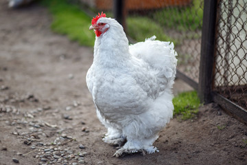 Beautiful and big white chicken walking on the farm