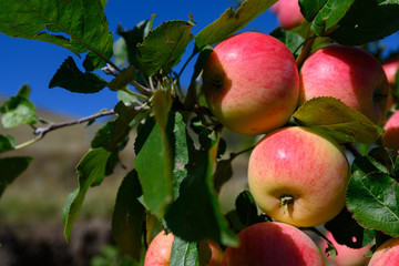ripe red apples hanging on a branch against a bright blue sky