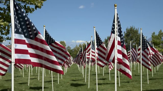Panning view of American Flags waving  in the wind as they cover a park for memorial of 9-11.