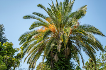 Fototapeta na wymiar Palm leaves against the blue sky. Beautiful tropical background.