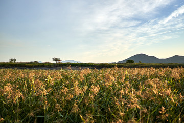 A view of a hut and the reed beds in Suncheonman Bay Wetland Reserve of South Korea.