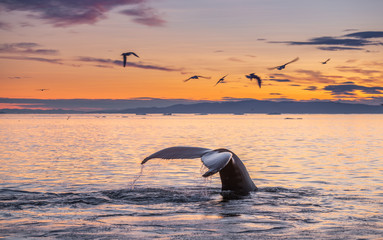 Humpback whales in the beautiful sunset landscape - 291152410