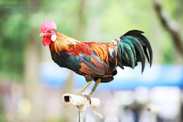 The style of the Thai jungle fowl