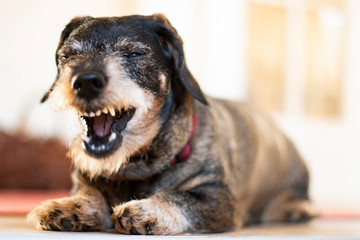 A cute, old dachshound yawning so it shows it´s teeth stock photo
