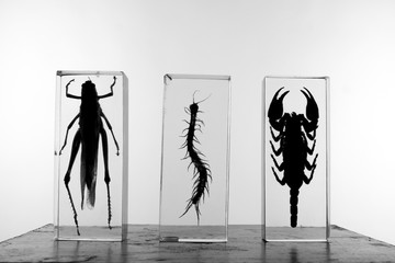 Silhouette of phobia generating creatures