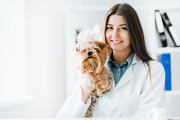 Veterinarian doctor and a york terrier at vet clinic.