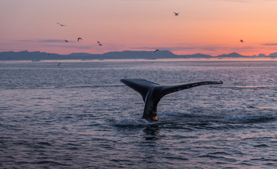 Humpback whales in the beautiful sunset landscape