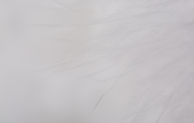 Feathers texture. Closeup of downy feathers