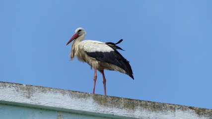 Cygogne