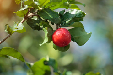 Fresh organic Acerola cherry on the tree