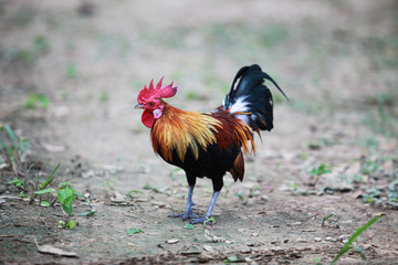 The style of the Thai jungle fowl