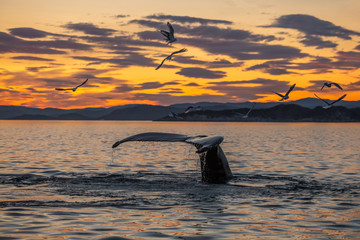 Humpback whales in the beautiful sunset landscape