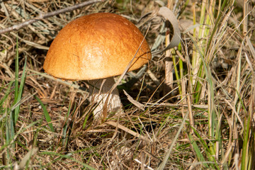 a stone mushroom with his bright brown hat stands on a clearing.