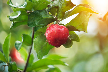 Fresh organic Acerola cherry on the tree