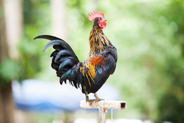 The style of the Thai jungle fowl