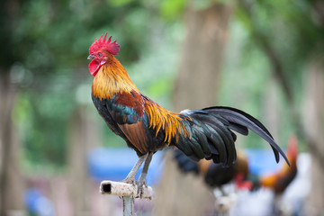 The style of the Thai jungle fowl