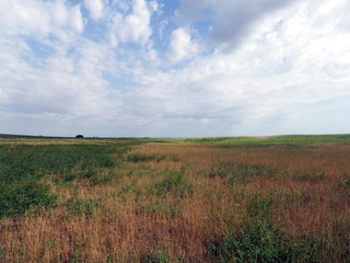 Fototapeta premium Field with yellow grass and sky