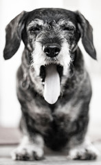 A cute, old dachshound yawning