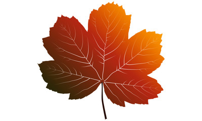 Color autumn vector maple leaf
