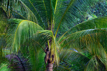 Palm trees on a tropical island. Palm Grove. Tropical trees on the island. Coconut palms in Asia.