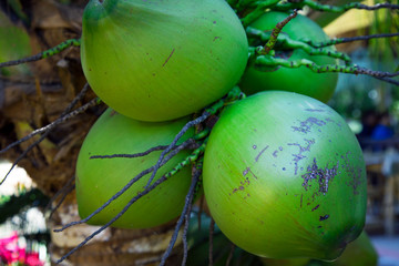 Fresh coconuts hanging on palm tree 
