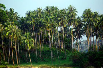 Palm trees on a tropical island. Palm Grove. Tropical trees on the island. Coconut palms in Asia.