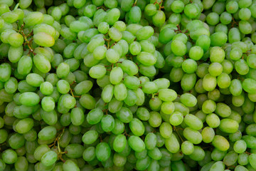Green wine grapes background