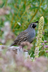 A California quail (Callipepla californica), also known as the California valley quail, valley quail or Tonys sits in the green grass and purple flowers in Kelowna, British Columbia, Canada.