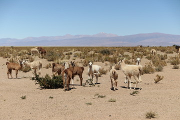 Fototapeta na wymiar Llamas and alpacas in the desert