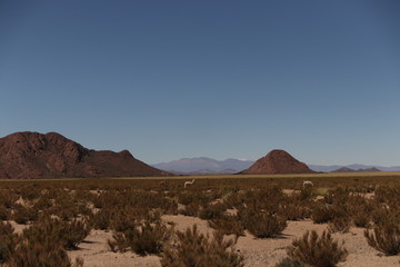 Landscape in the desert