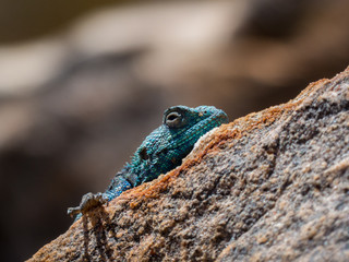 Südafrikanische Agame auf einem Felsen