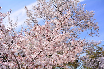 大阪府・池田市の桜の枝全体