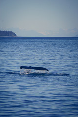 Fototapeta premium Humpback whale in Juneau, Southeast Alaska