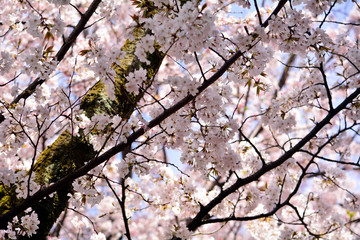 大阪府・池田市の桜アップ