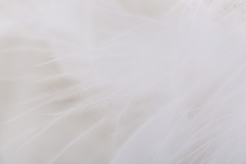 Fototapeta premium Feathers texture. Closeup of downy feathers