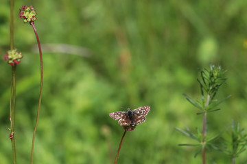 Fototapeta premium mimétisme 